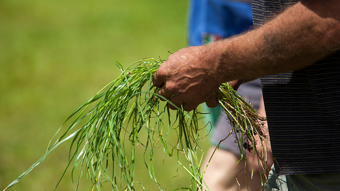 Pasture Fundamentals Course - Dairy Training Limited