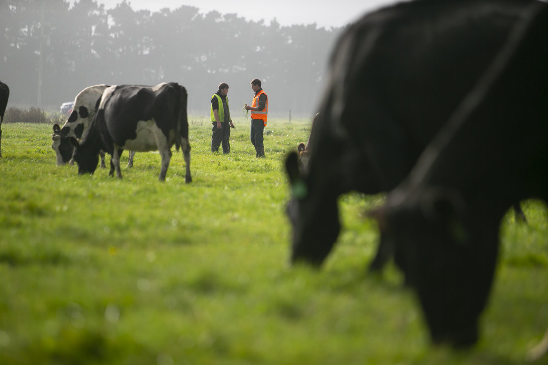 Dairy Farmers on farm in paddock with cows - Dairy Training Limited